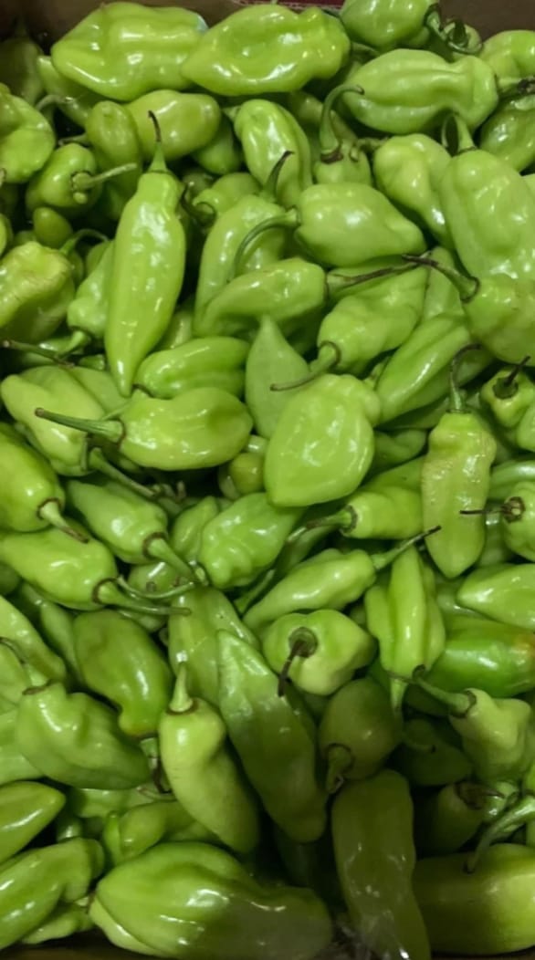 Close-up of freshly picked light green seasoning peppers with their stems attached