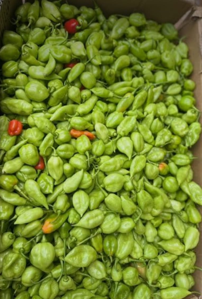 A cardboard box filled with green seasoning peppers and a few ripening red ones
