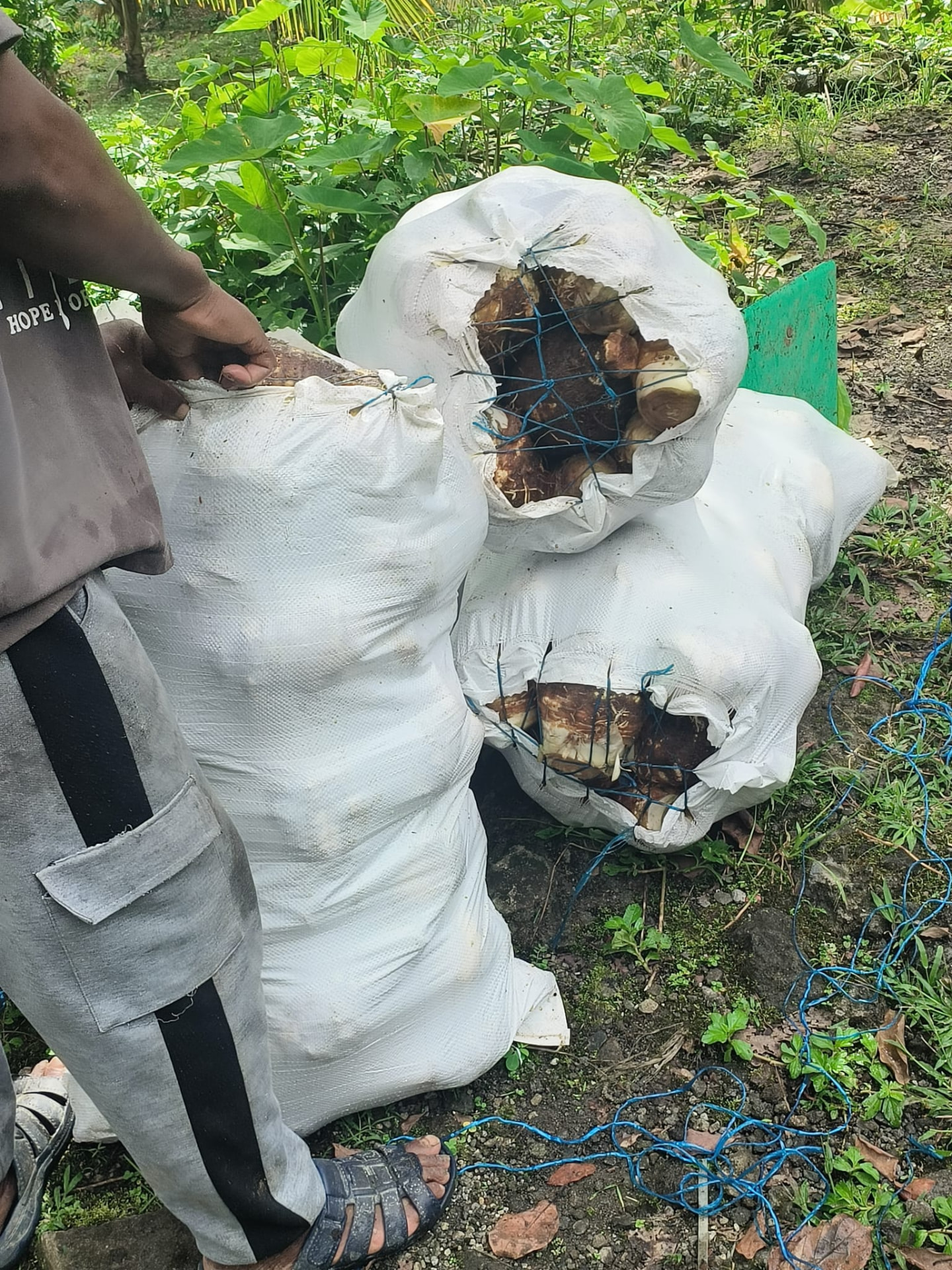 White sacks packed with harvested taro, laced shut with blue twine, resting in the field