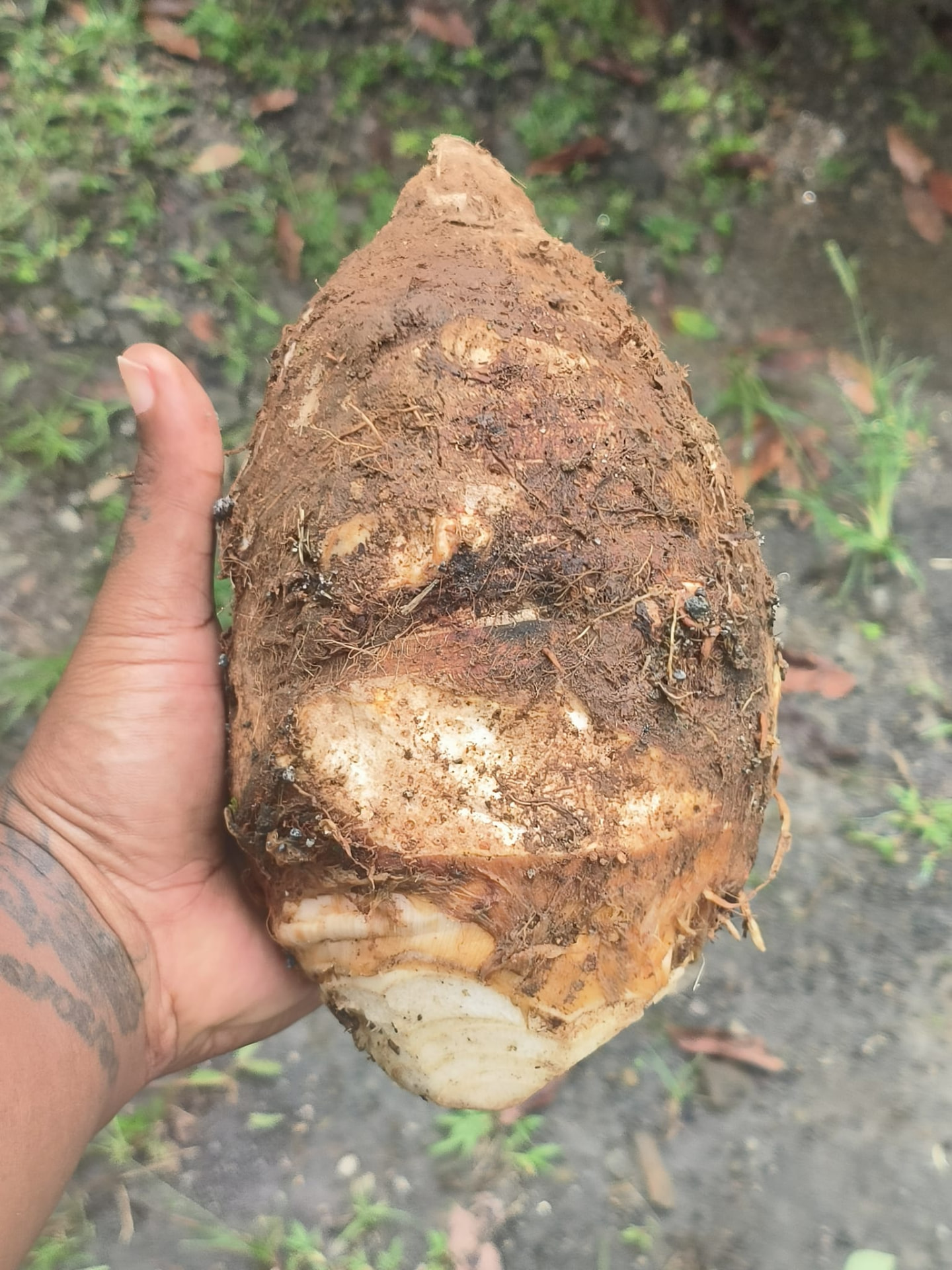 A hand holding up a large freshly dug taro corm covered in soil