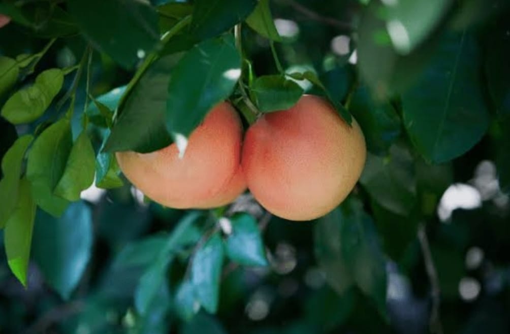 Two pink-blushed grapefruits hanging together on a leafy branch