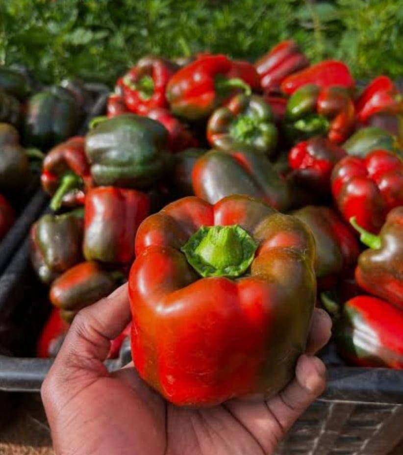 A palm holding a large ripening bell pepper, with a crate of green and red peppers behind it