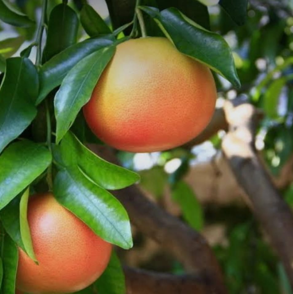 Two ripe grapefruits with yellow to pink rind hanging on a tree branch among leaves