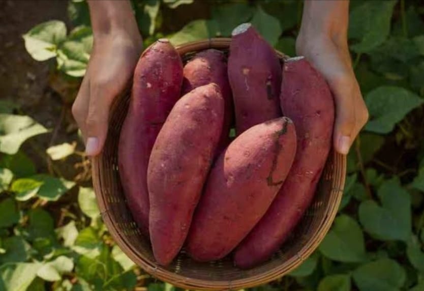 Reddish-purple sweet potatoes arranged in a woven basket held over green foliage